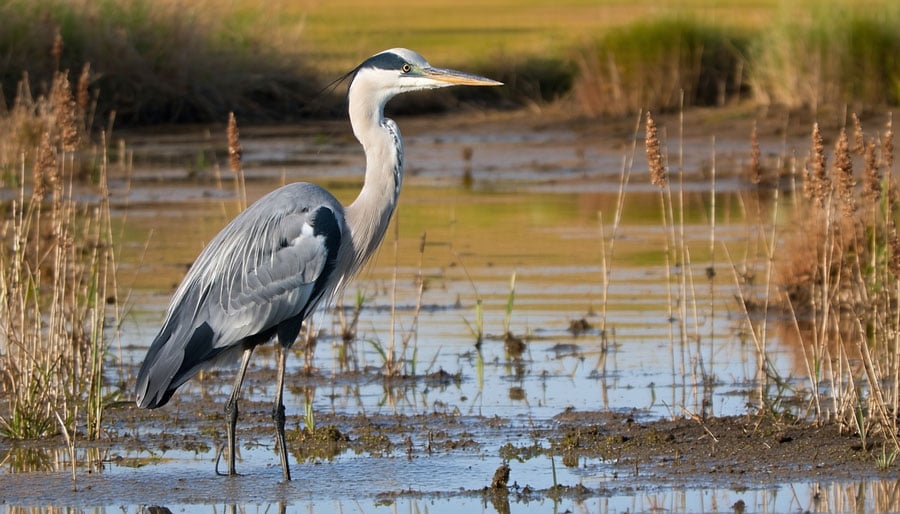 heron-4-900px